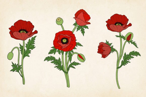 Download Red Poppy SVG &amp; EPS Vector Set - Eps vector Collection